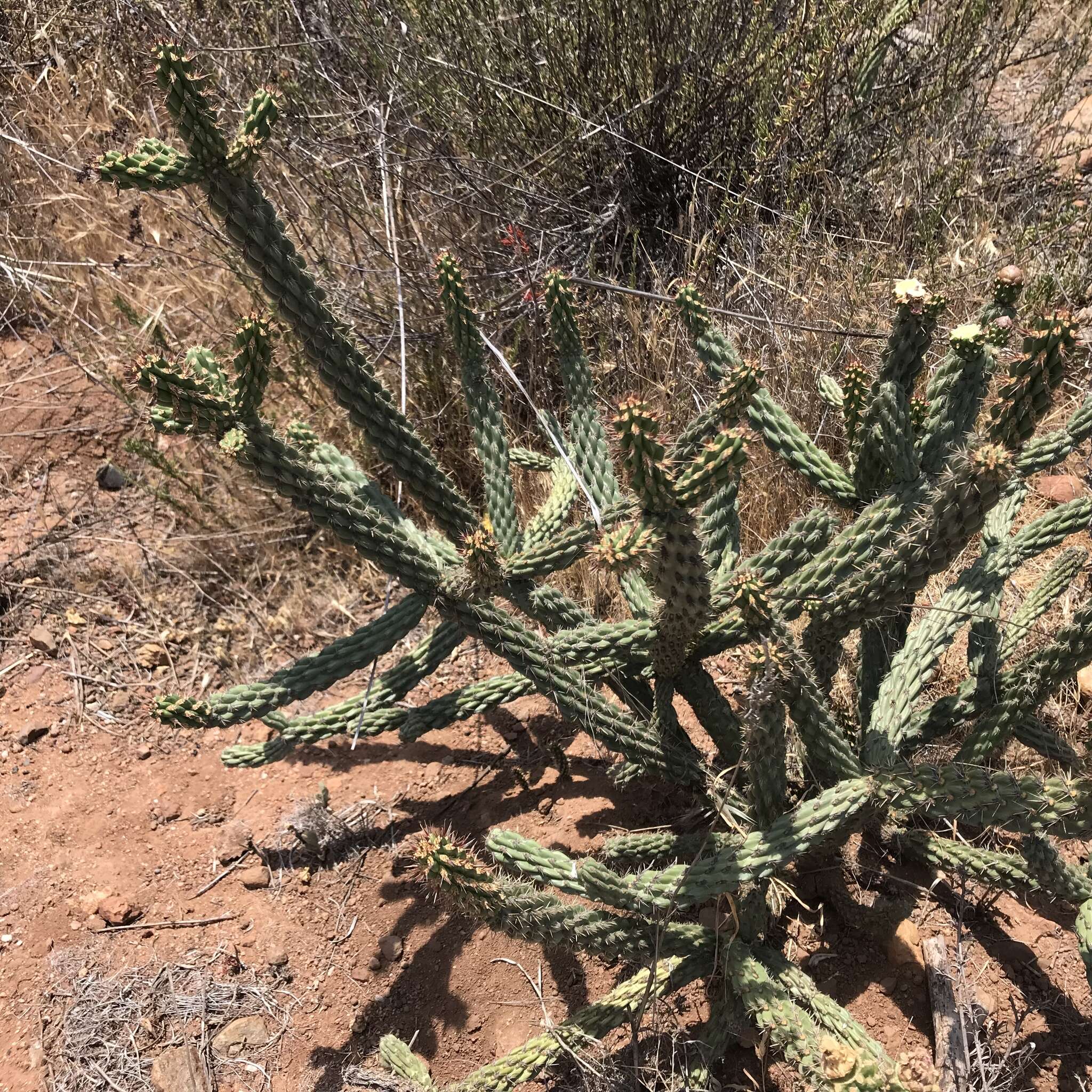 Image of California pricklypear