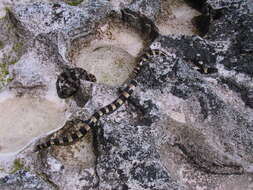 Image of Laticauda saintgironsi Cogger & Heatwole 2005