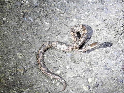 Image of Chinese Mountain Pit Viper