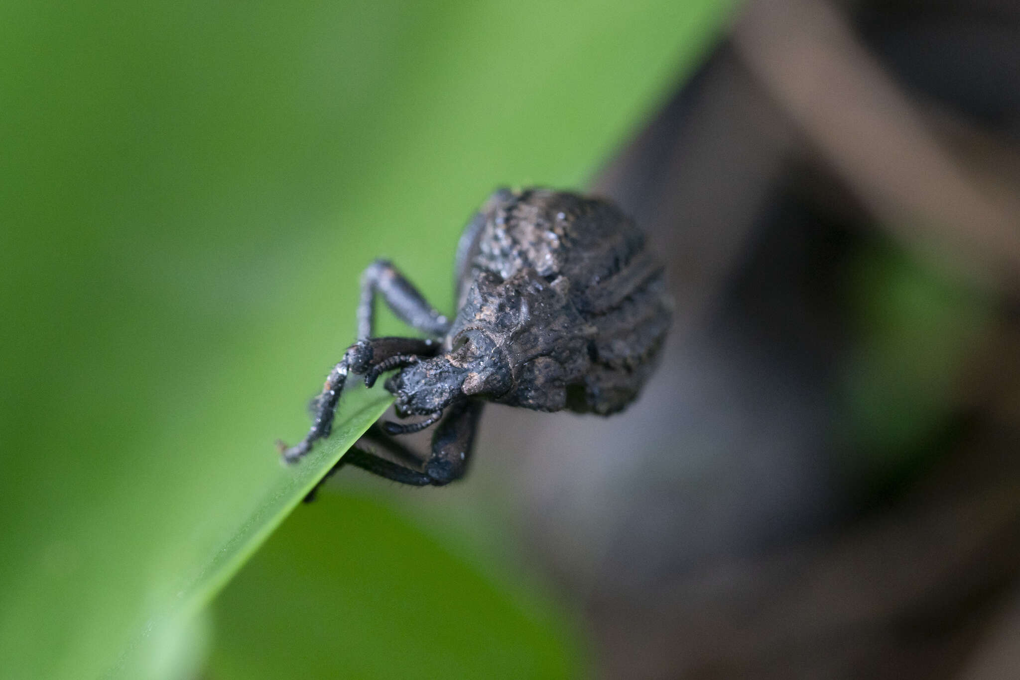 Image of Brachycerus argillaceus Reiche 1857