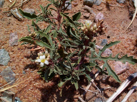 Image of Jatropha erythropoda Pax & K. Hoffm.