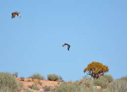 Image of Ludwig's Bustard