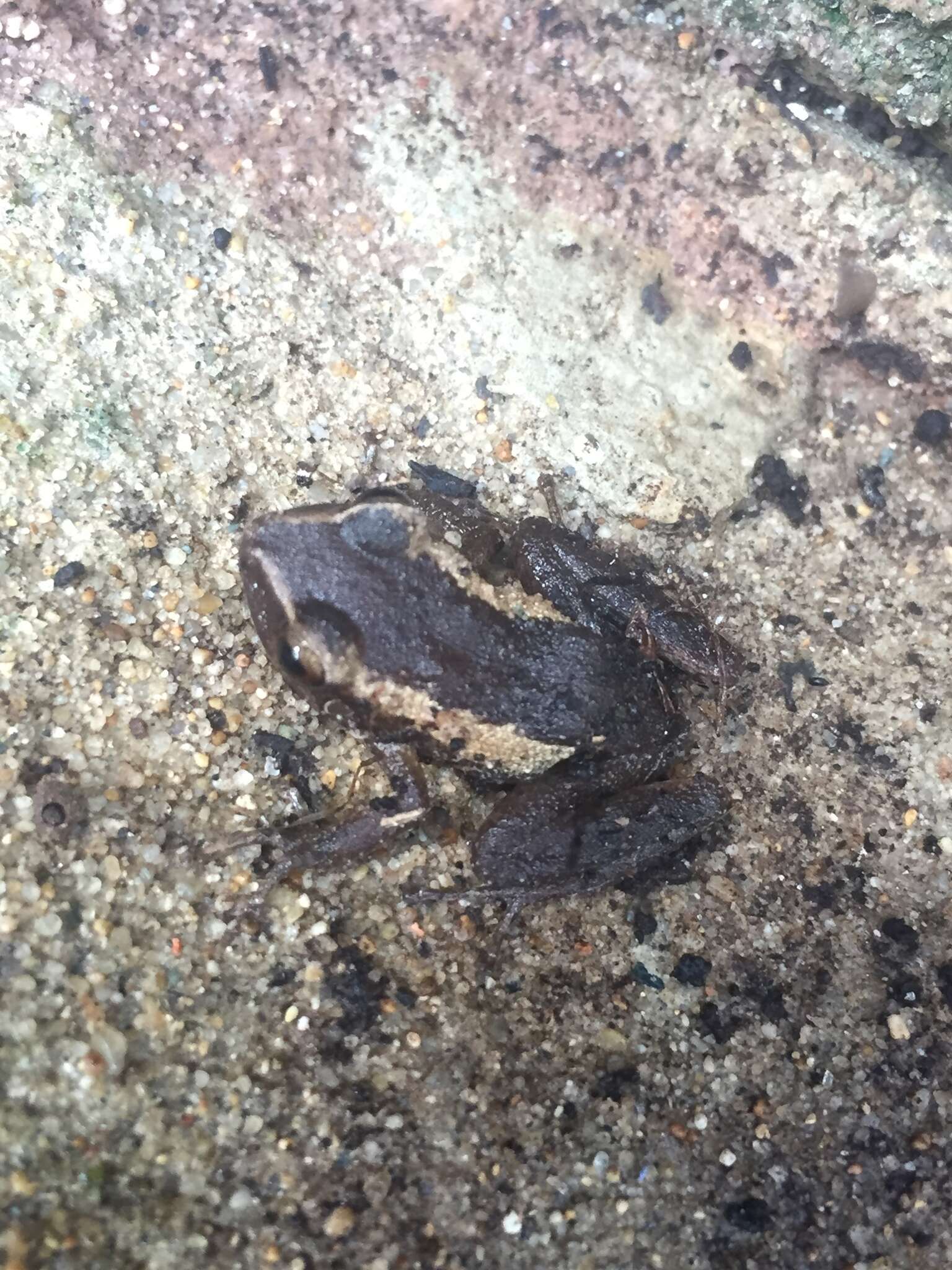 Sivun Eleutherodactylus coqui Thomas 1966 kuva