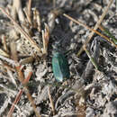 Cicindela (Cicindelidia) amargosae Dahl 1939 resmi