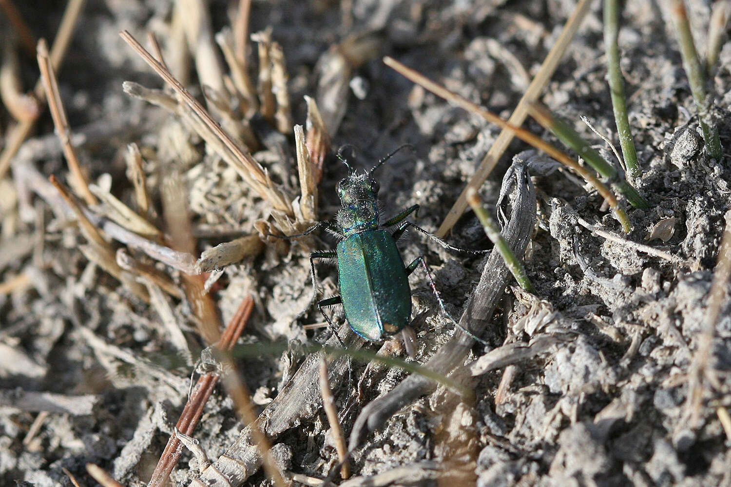 Image of Cicindela (Cicindelidia) amargosae Dahl 1939