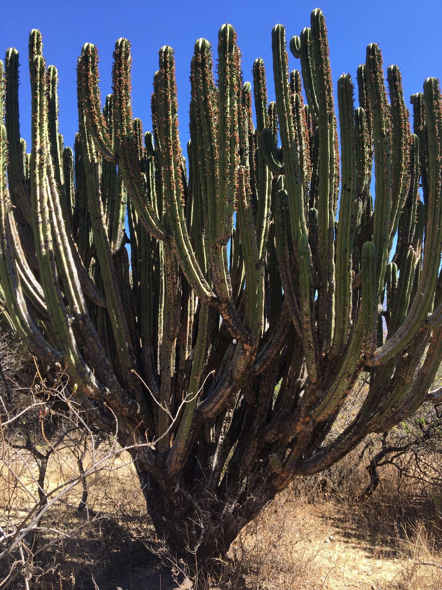 Image of Myrtillocactus schenckii (J. A. Purpus) Britton & Rose