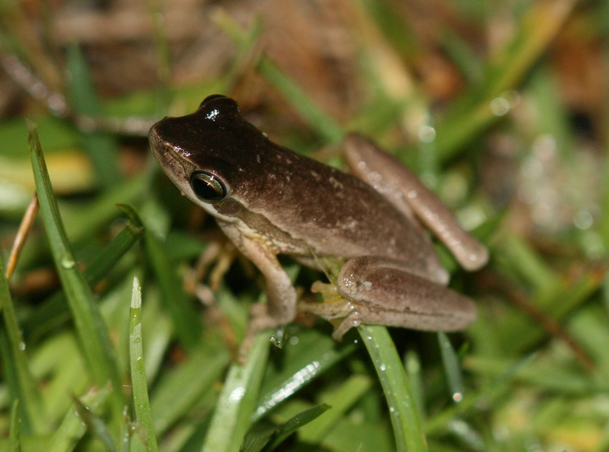 Sivun Litoria adelaidensis (Gray 1841) kuva