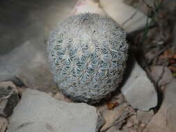 Image of Lloyd's Mariposa cactus