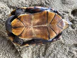 Image of Oaxaca Mud Turtle