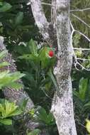 Image of Norfolk Parakeet