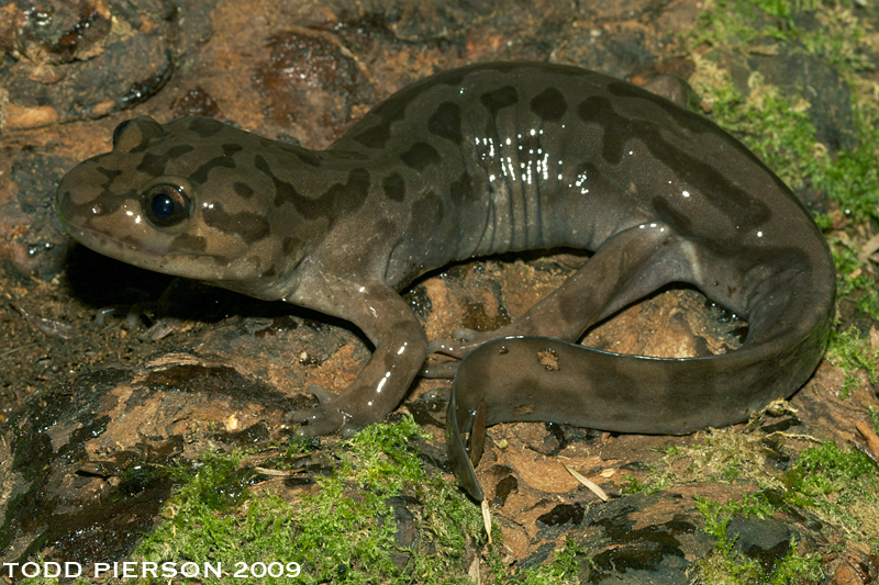 Dicamptodon tenebrosus