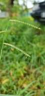 Image of Bushveld signal grass