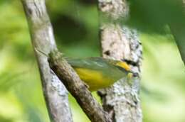 Image of Blue-winged Warbler