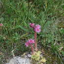 Image of Sempervivum pumilum Bieb.