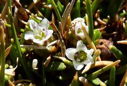 Image of Arenaria rivularis Phil.