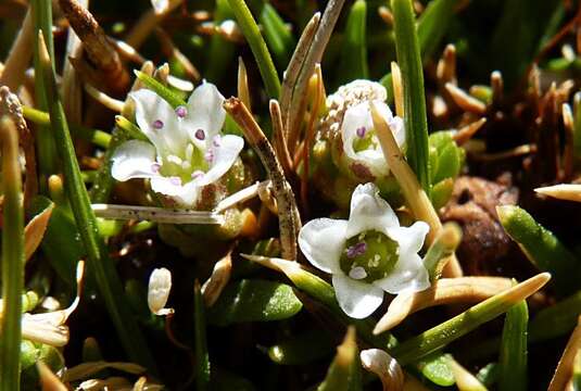 Слика од Arenaria rivularis Phil.