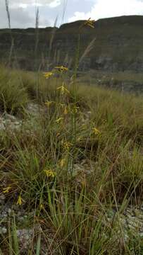 Eulophia ramosa Ridl.的圖片