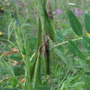 Image of Vicia balansae Boiss.