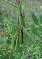 Image of Vicia balansae Boiss.