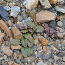 Слика од Lagotis decumbens Rupr.