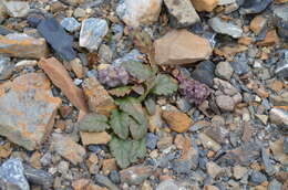 Слика од Lagotis decumbens Rupr.