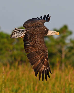 Image de Haliaeetus leucocephalus leucocephalus (Linnaeus 1766)