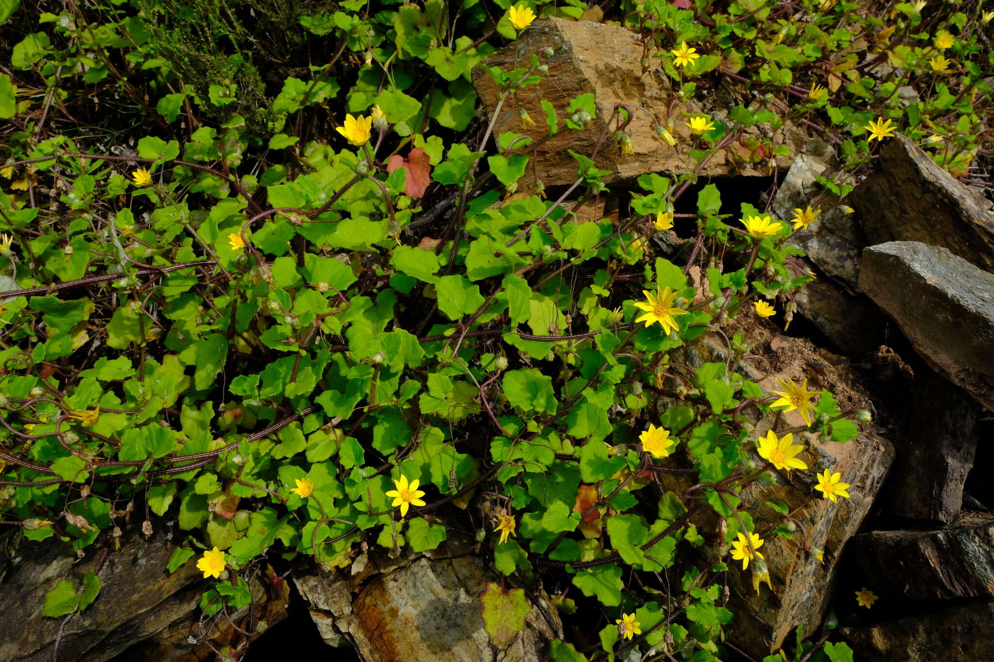 Image de Arctotis perfoliata (Less.) Beauv.