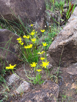 Image of Euryops laxus (Harv.) Burtt Davy