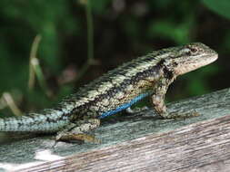 Sivun Sceloporus olivaceus Smith 1934 kuva