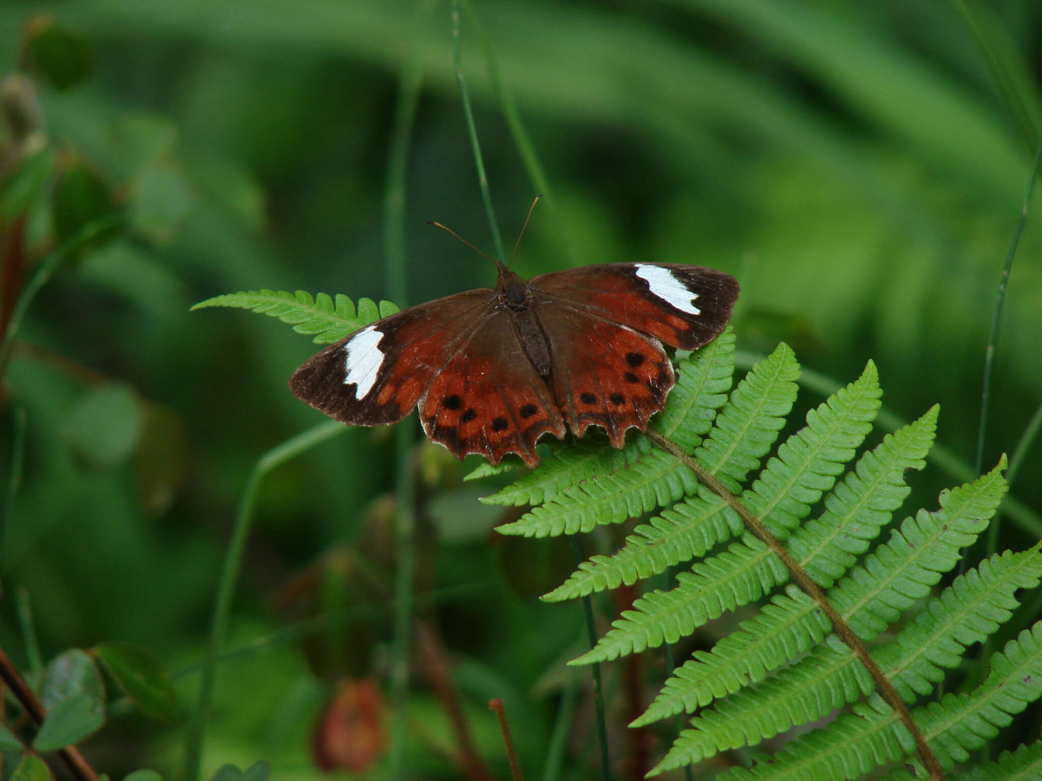 Image of Lasiophila prosymna Hewitson 1857