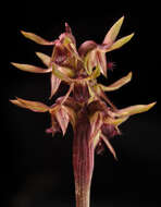 Image of Genoplesium formosum D. L. Jones