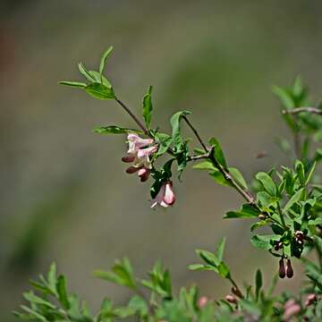 Image of Lonicera pyrenaica L.