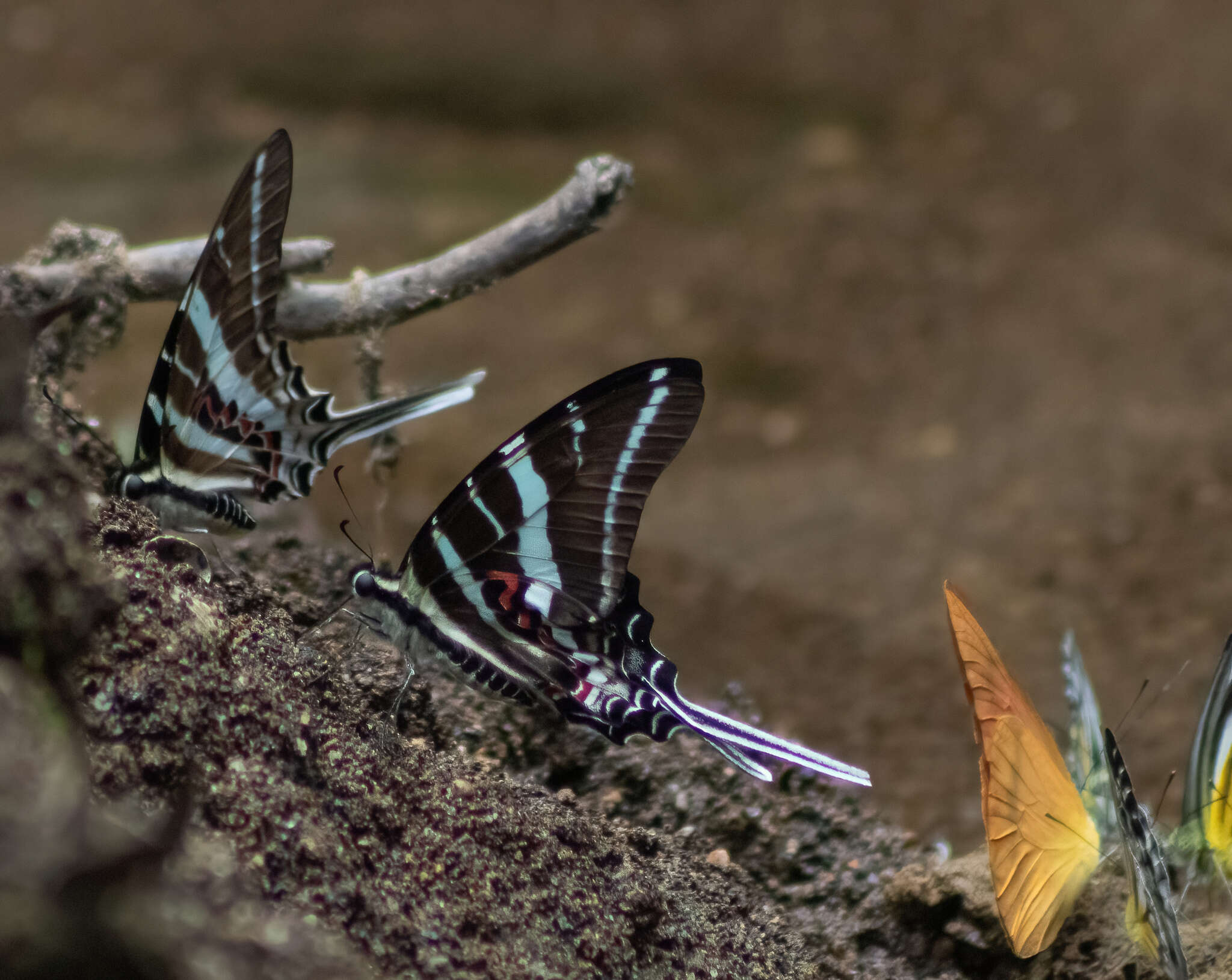 Слика од Graphium rhesus (Boisduval 1836)