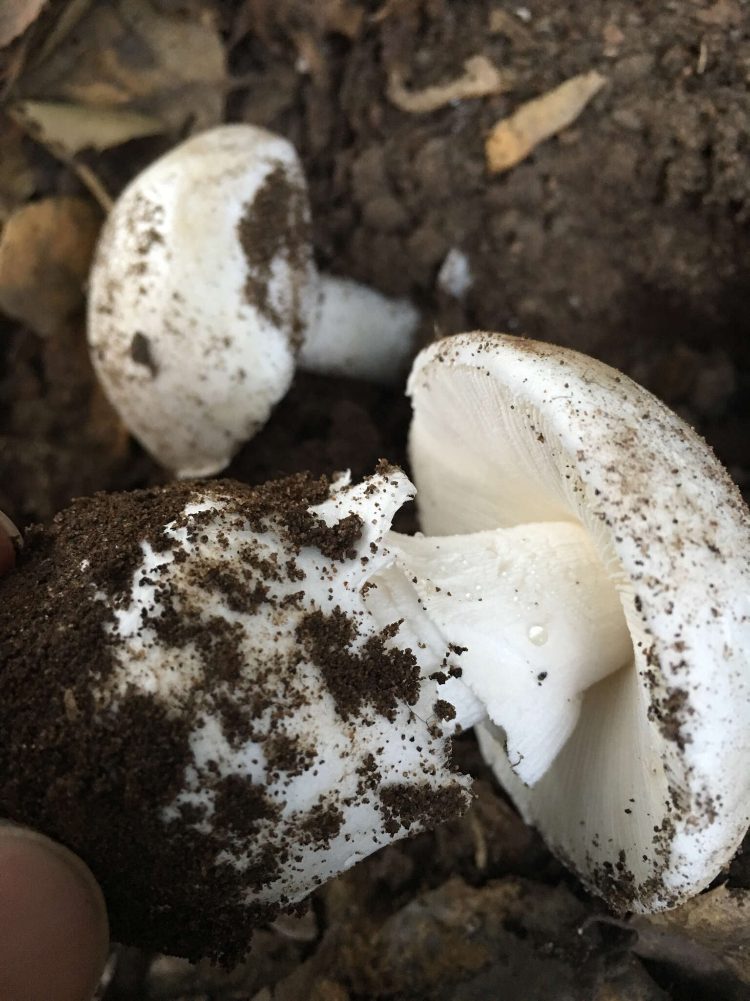 Image of Western North American Destroying Angel