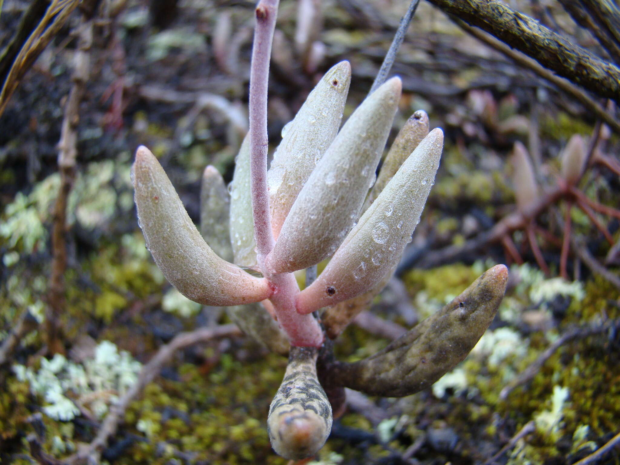Image of Brittle Adromischus