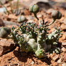 Image of Euphorbia decepta N. E. Br.