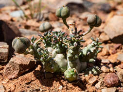 Image de Euphorbia decepta N. E. Br.