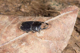 Image of Aegus chelifer Macleay 1819