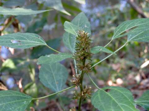 Plancia ëd Acalypha virginica L.