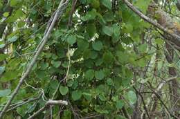 Image of Muehlenbeckia australis (Forst. fil.) Meisn.