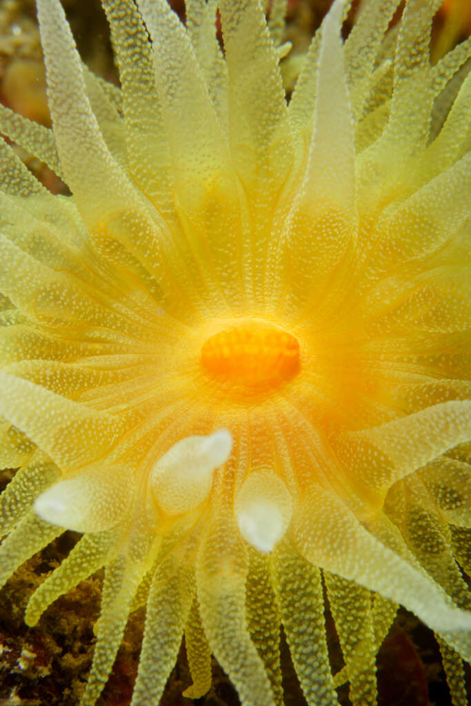 Image of Sunset cup coral