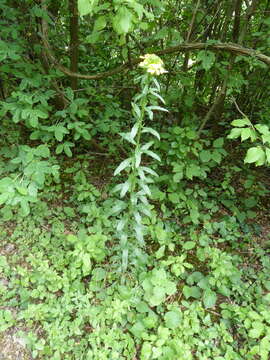 Image de Erysimum odoratum Ehrh.