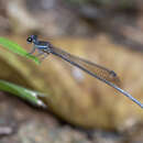 Image of Prodasineura collaris (Selys 1860)