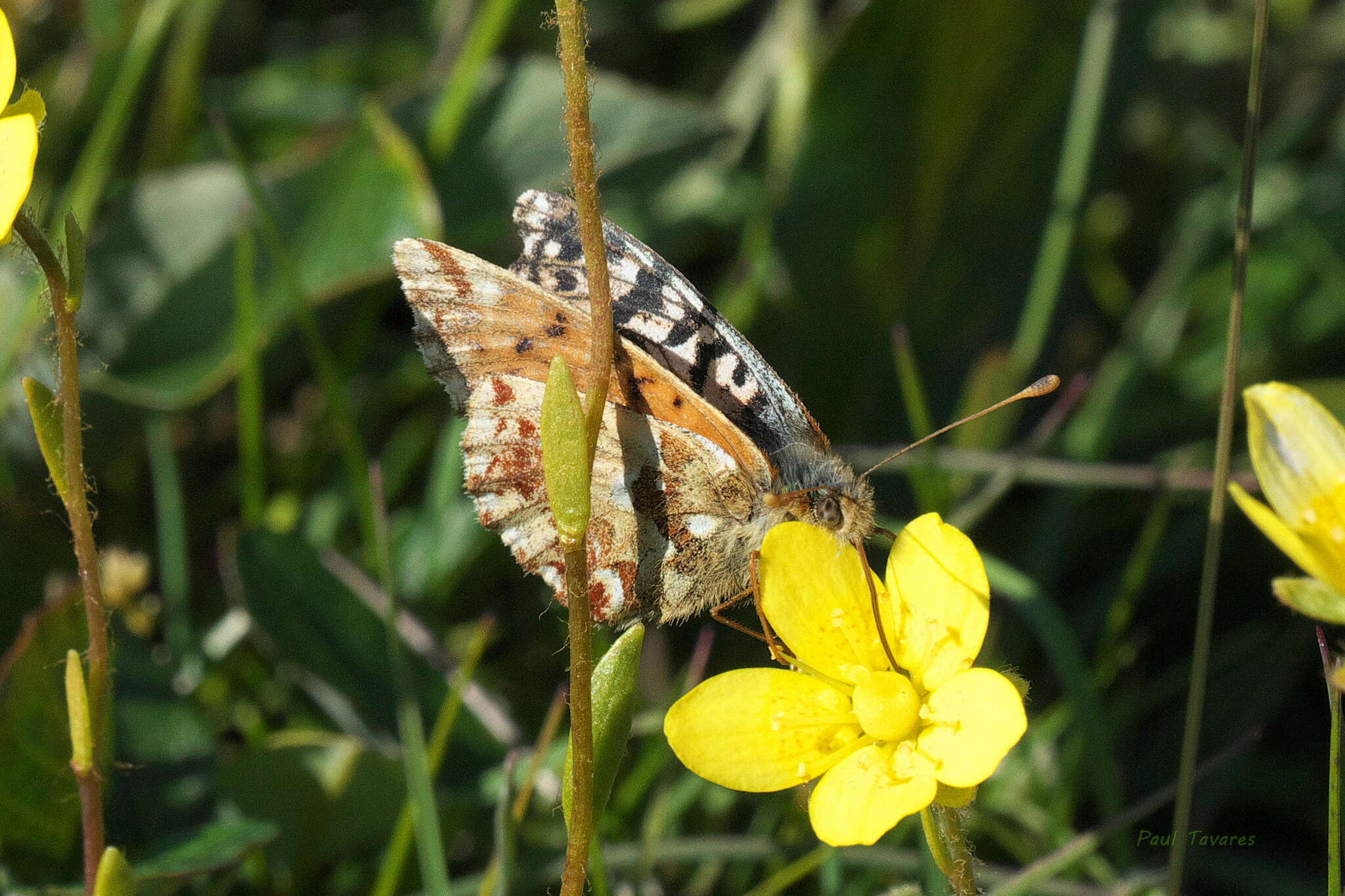 Image of Alaskan Fritillary