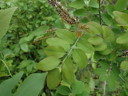 Imagem de Amorpha glabra Poir.