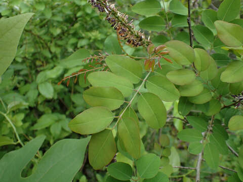 Image of mountain false indigo