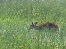 Image of Sitatunga