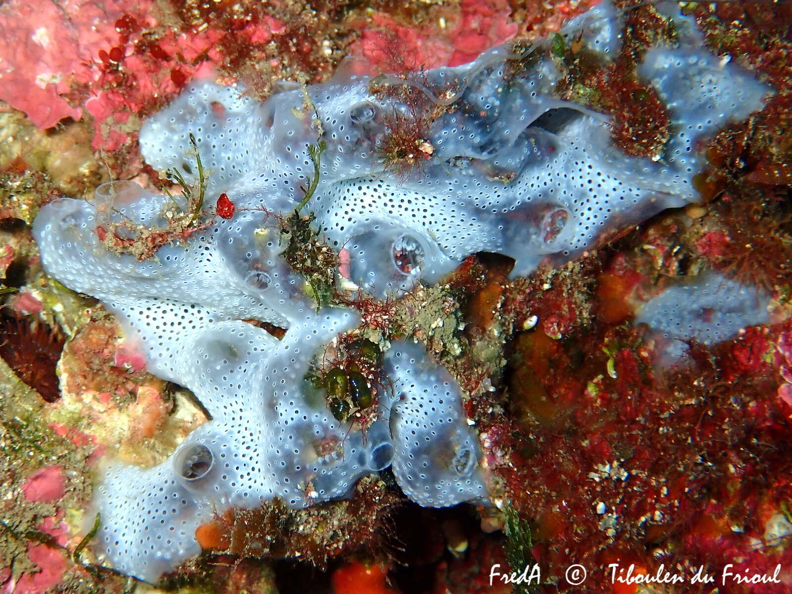 Image of Diplosoma spongiforme (Giard 1872)