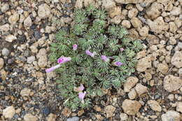 Слика од Oxalis adenophylla Gill.