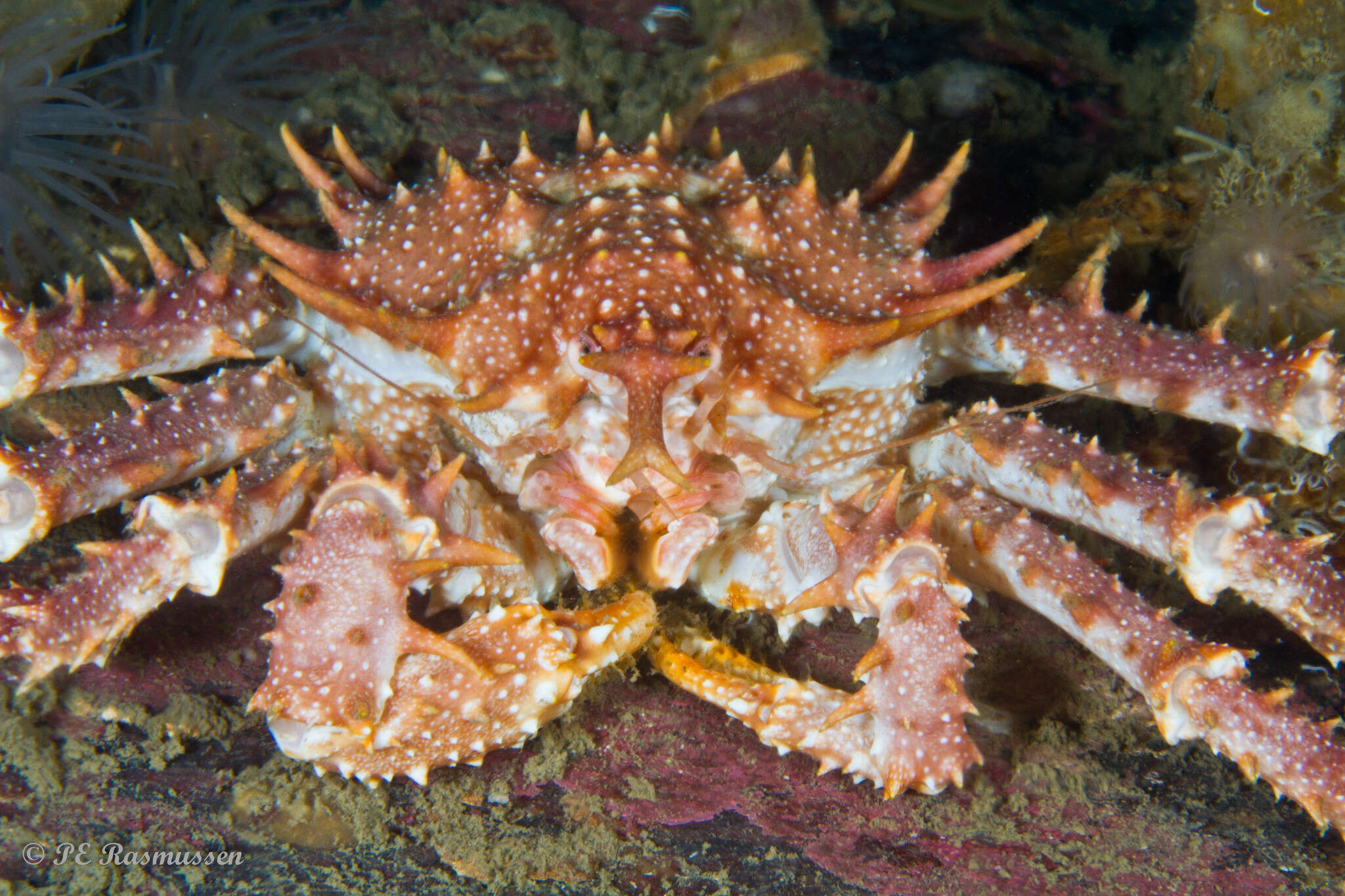 Image de crabe royal de roche